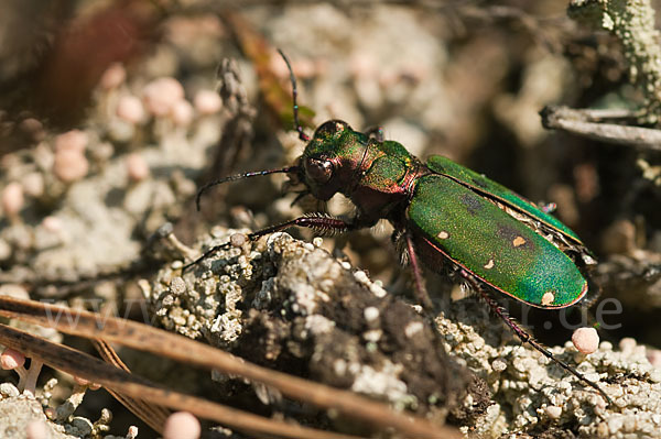 Feld-Sandlaufkäfer (Cicindela campestris)