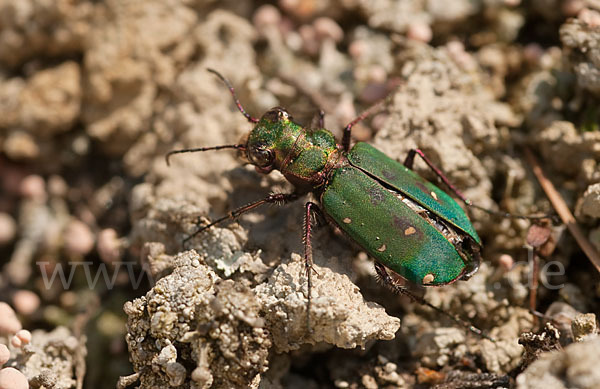 Feld-Sandlaufkäfer (Cicindela campestris)