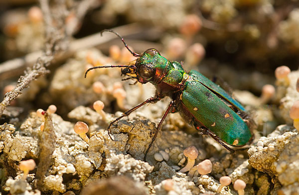 Feld-Sandlaufkäfer (Cicindela campestris)