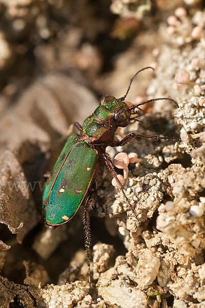 Feld-Sandlaufkäfer (Cicindela campestris)