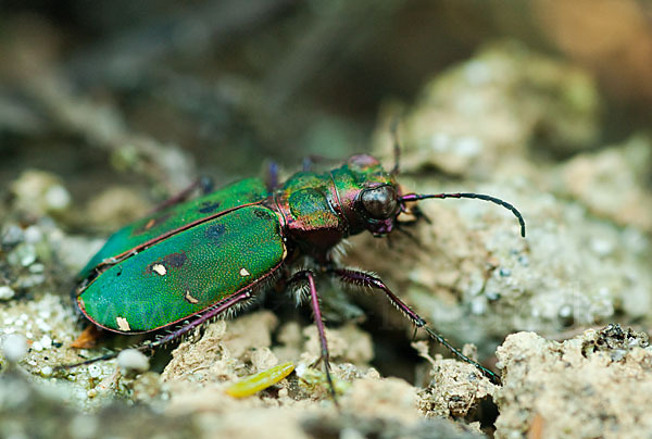 Feld-Sandlaufkäfer (Cicindela campestris)