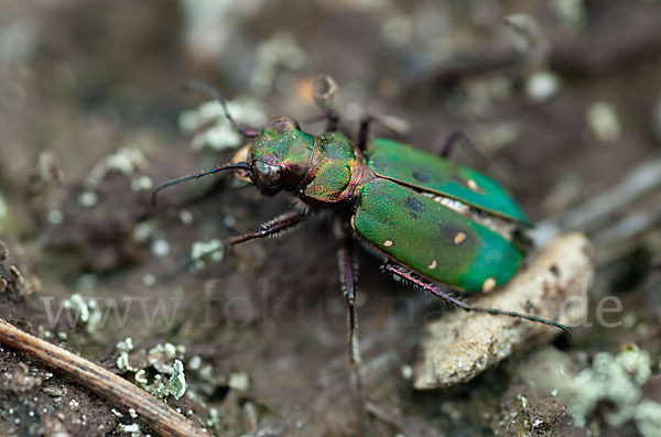 Feld-Sandlaufkäfer (Cicindela campestris)