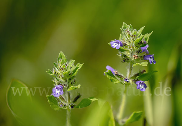 Feld-Steinquendel (Acinos arvensis)