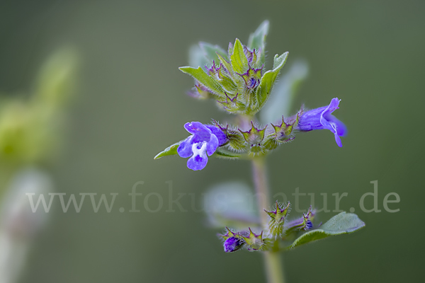 Feld-Steinquendel (Acinos arvensis)