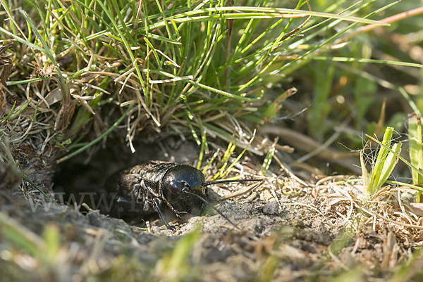 Feldgrille (Gryllus campestris)