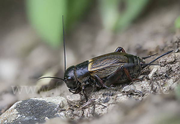 Feldgrille (Gryllus campestris)