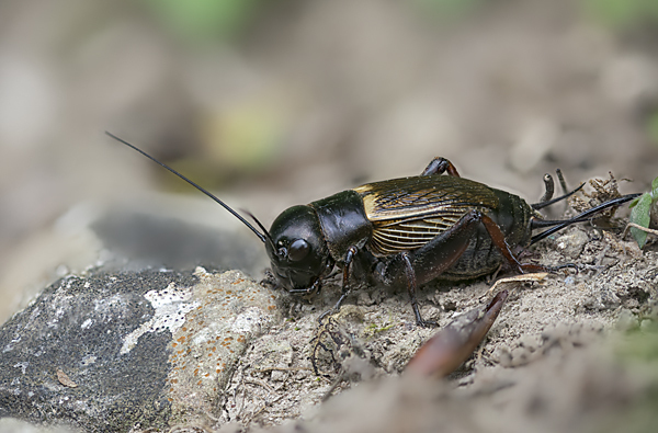 Feldgrille (Gryllus campestris)