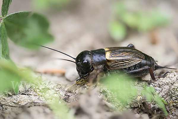 Feldgrille (Gryllus campestris)