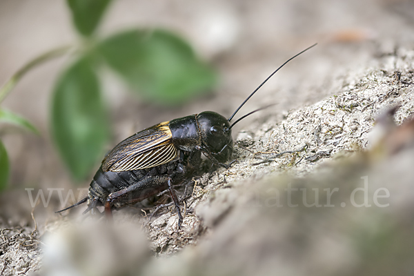 Feldgrille (Gryllus campestris)