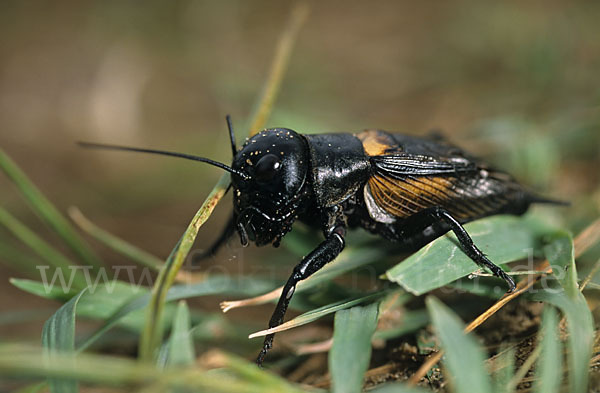 Feldgrille (Gryllus campestris)