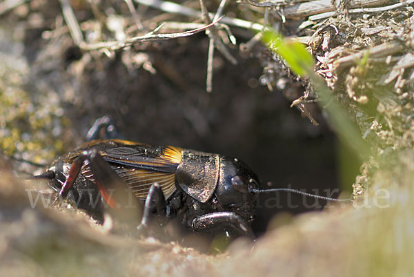 Feldgrille (Gryllus campestris)