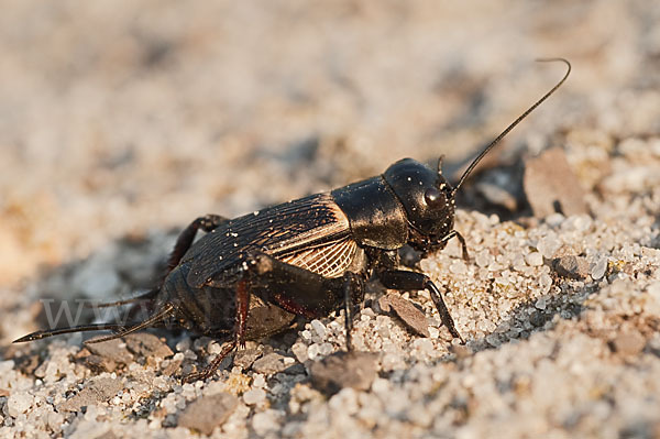 Feldgrille (Gryllus campestris)