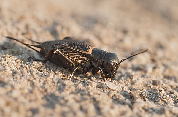 Feldgrille (Gryllus campestris)