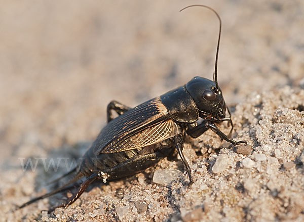 Feldgrille (Gryllus campestris)