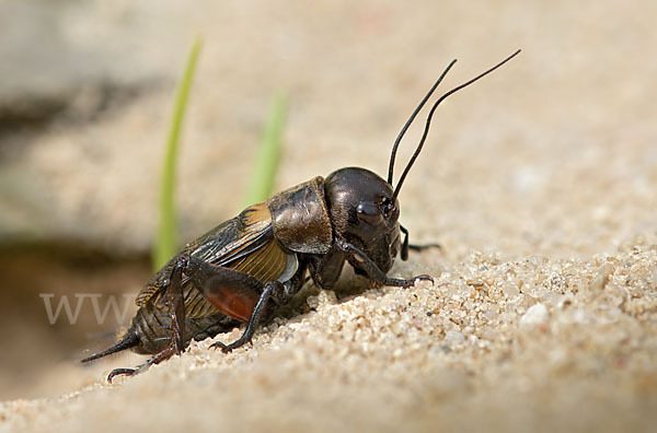 Feldgrille (Gryllus campestris)