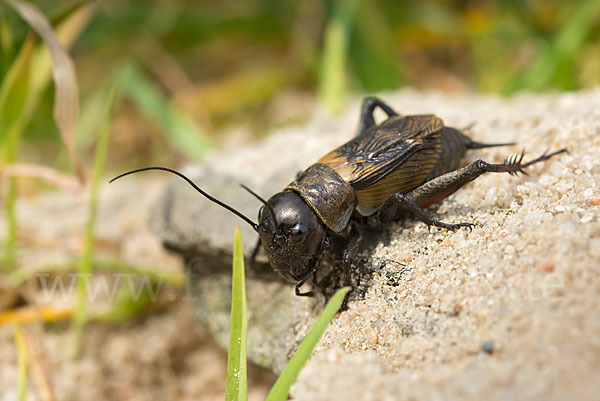 Feldgrille (Gryllus campestris)