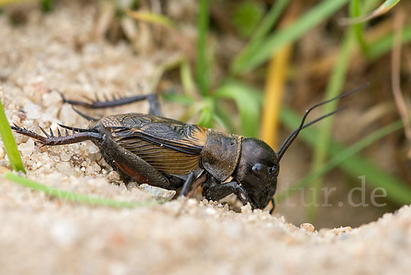 Feldgrille (Gryllus campestris)