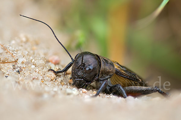 Feldgrille (Gryllus campestris)