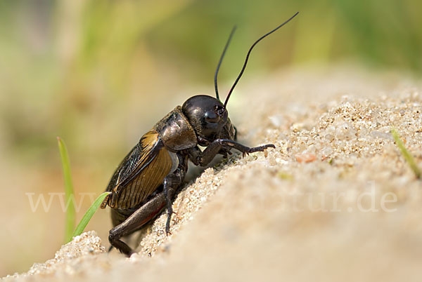 Feldgrille (Gryllus campestris)