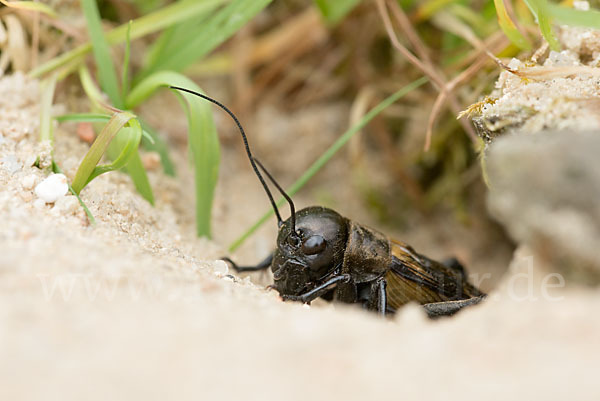 Feldgrille (Gryllus campestris)