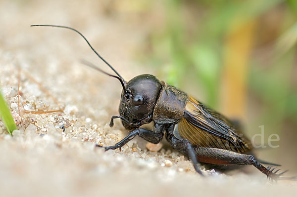 Feldgrille (Gryllus campestris)