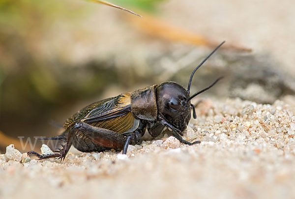 Feldgrille (Gryllus campestris)