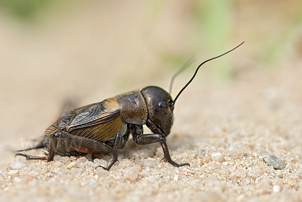 Feldgrille (Gryllus campestris)