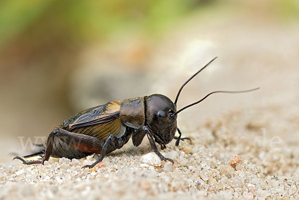 Feldgrille (Gryllus campestris)