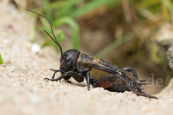 Feldgrille (Gryllus campestris)