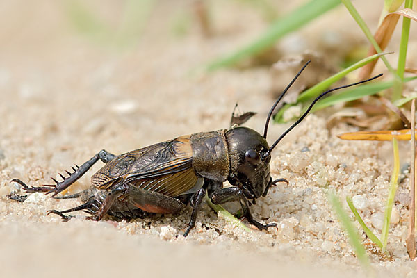 Feldgrille (Gryllus campestris)