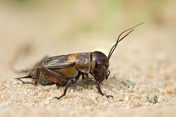 Feldgrille (Gryllus campestris)