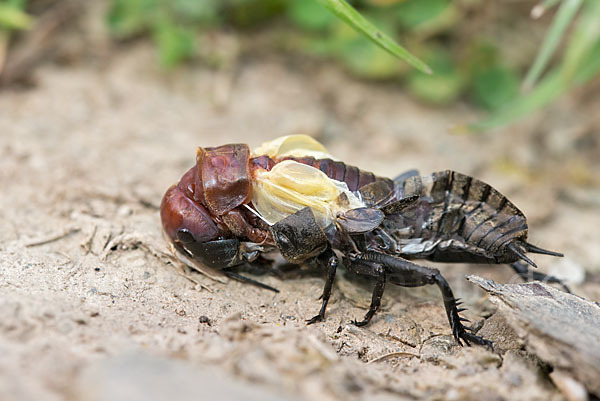 Feldgrille (Gryllus campestris)