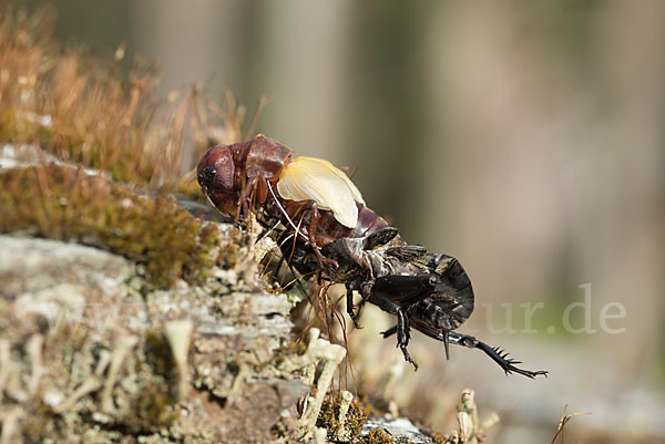 Feldgrille (Gryllus campestris)