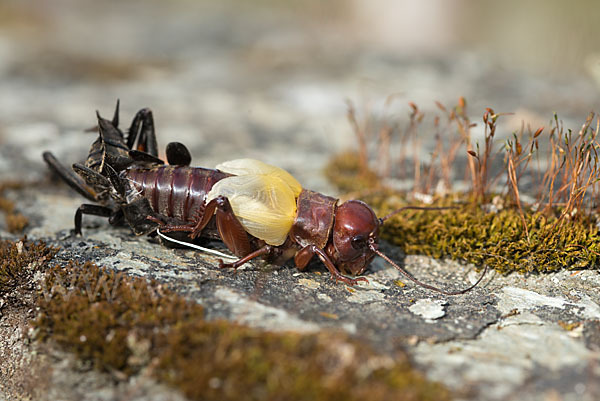 Feldgrille (Gryllus campestris)