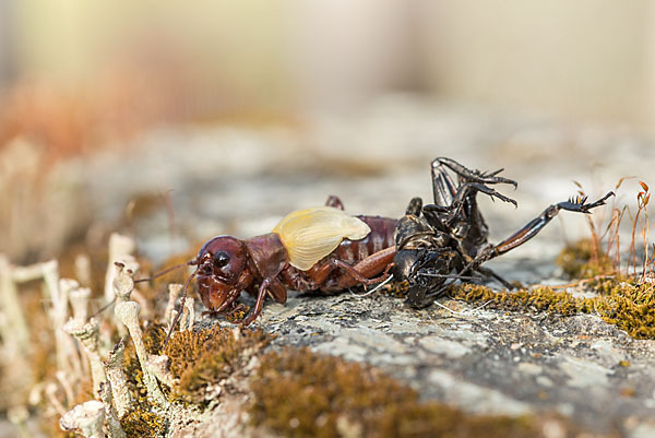 Feldgrille (Gryllus campestris)