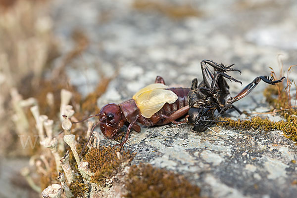 Feldgrille (Gryllus campestris)