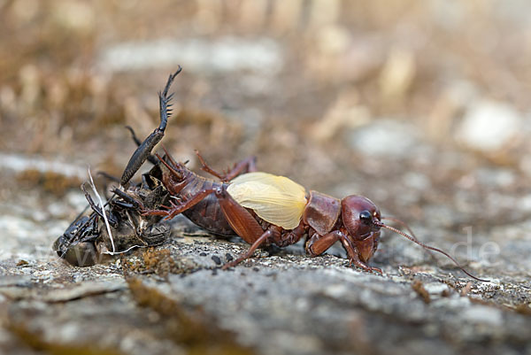 Feldgrille (Gryllus campestris)