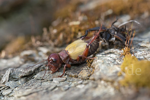 Feldgrille (Gryllus campestris)