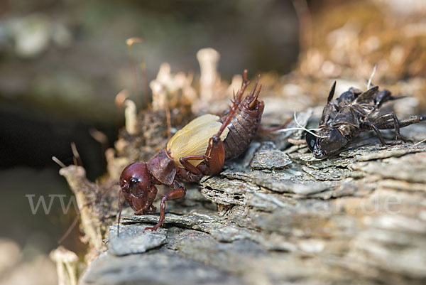 Feldgrille (Gryllus campestris)