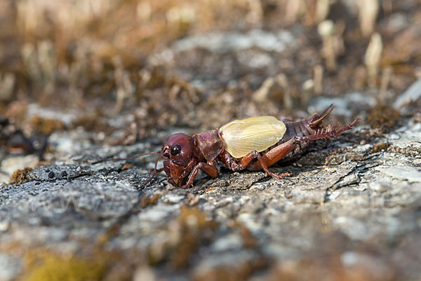 Feldgrille (Gryllus campestris)