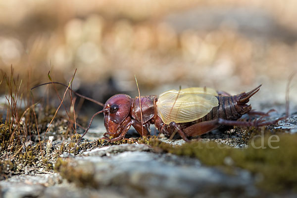 Feldgrille (Gryllus campestris)