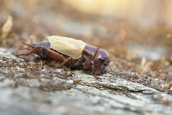 Feldgrille (Gryllus campestris)