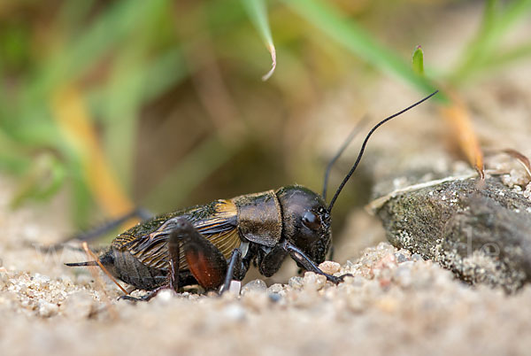 Feldgrille (Gryllus campestris)