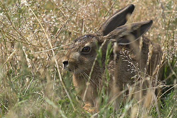 Feldhase (Lepus europaeus)