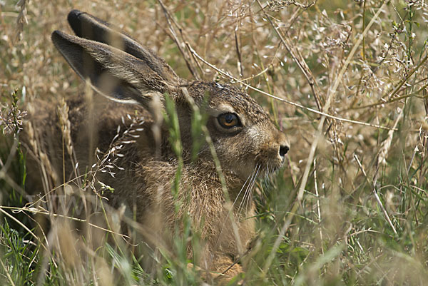 Feldhase (Lepus europaeus)