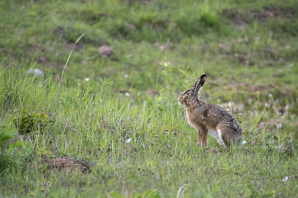 Feldhase (Lepus europaeus)