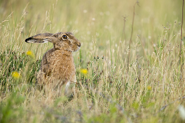 Feldhase (Lepus europaeus)