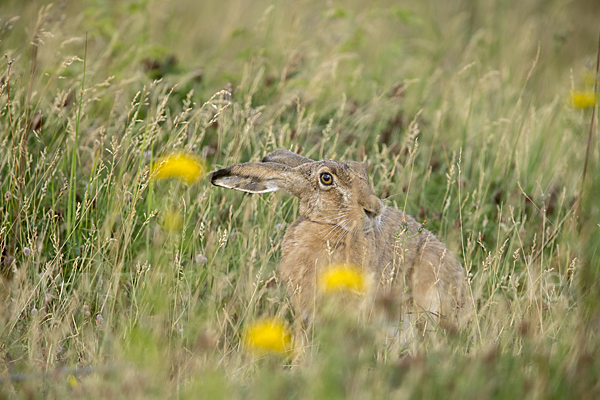 Feldhase (Lepus europaeus)