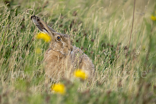 Feldhase (Lepus europaeus)