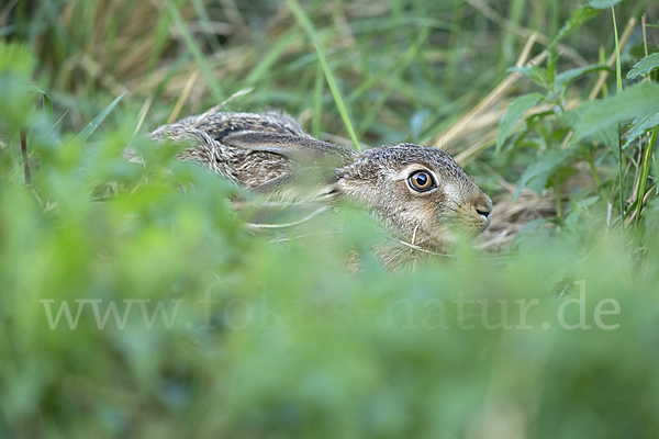 Feldhase (Lepus europaeus)